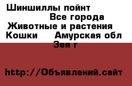 Шиншиллы пойнт ns1133,ny1133. - Все города Животные и растения » Кошки   . Амурская обл.,Зея г.